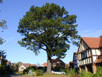 Image of tree